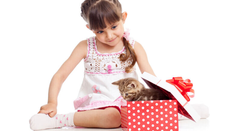    Как правильно ухаживать за шерстью вашей кошки? Фото: Oksana Kuzmina, по лицензии shutterstock.com