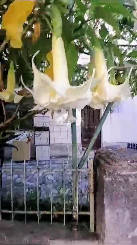 Бругмансия, кустарник. Фото из личного архива автора