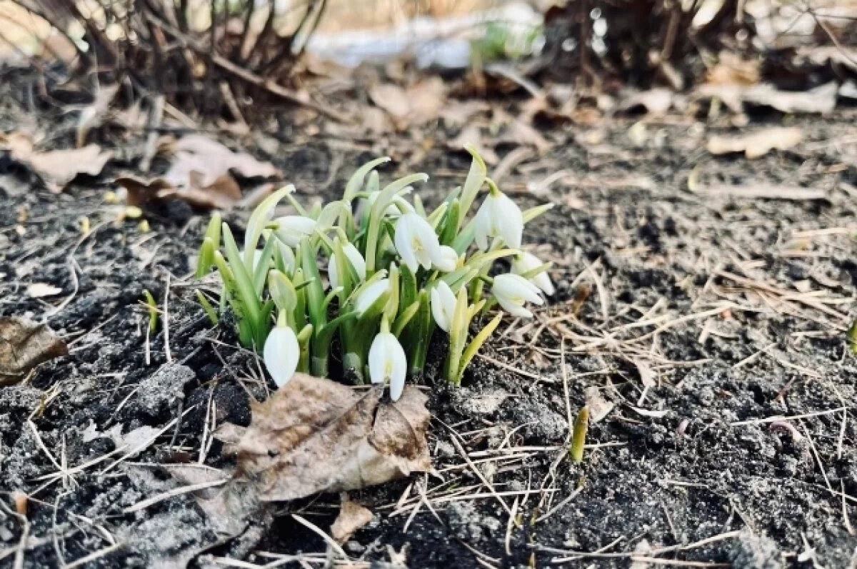    До +16 градусов тепла ожидается в Алтайском крае 27 апреля