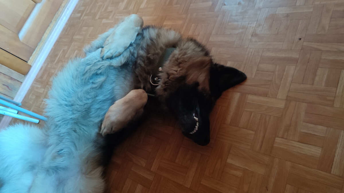 Бос улыбается. Радостный, что я его впустила