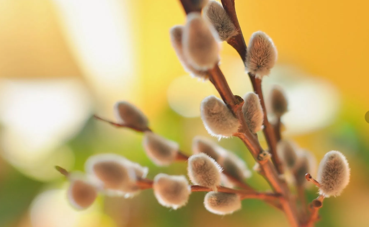 картинки Яндекс