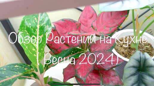 Обзор Растений на Кухне ( Весна 2024)