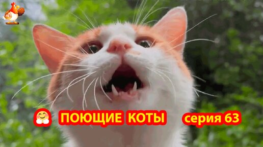 Крутые коты у птичьего двора выпуск 63 🐈‍⬛😹 Котики и птицы ❣️ Природа Абхазии и красивое подворье 🥰