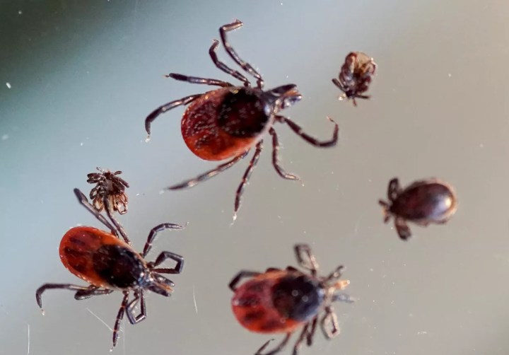    Куда нести клеща на анализ? Адреса лабораторий в Оренбургской области Марина Шарт