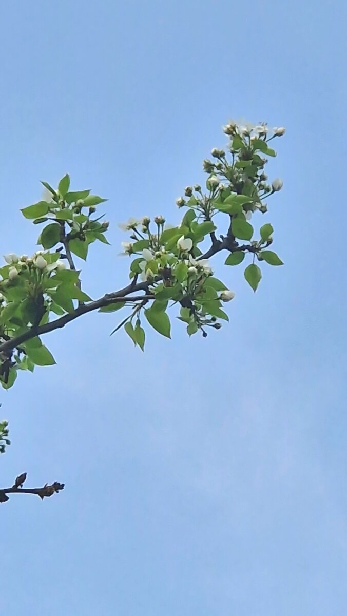 Черемуха цветет! | Счастлива в Деревне | Дзен