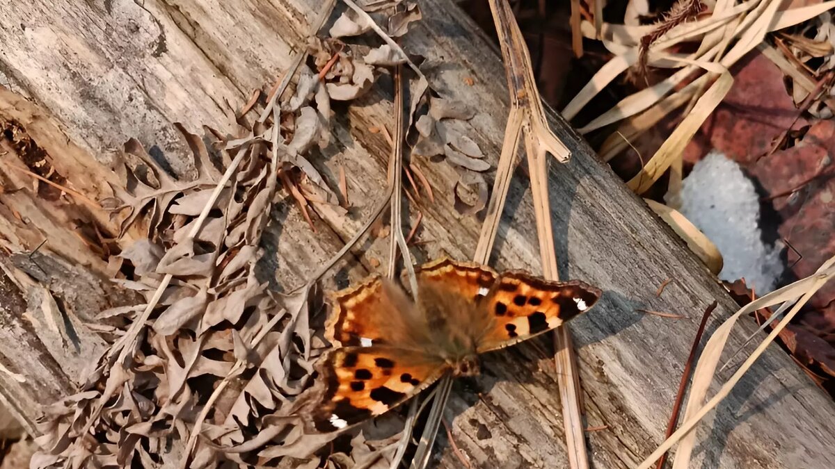 Фото: Пресс-служба ФГБУ «Заповедное Приамурье» бабочка