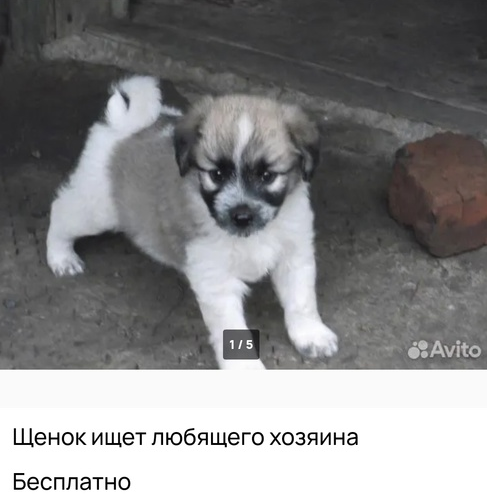 Кеша - спасенный щенок с дач