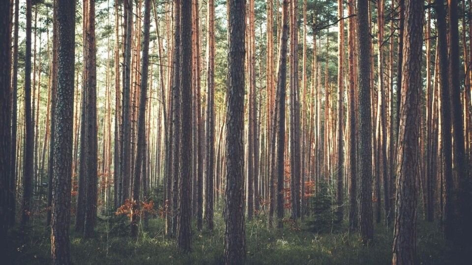    Сосны. Источник: pixabay.com