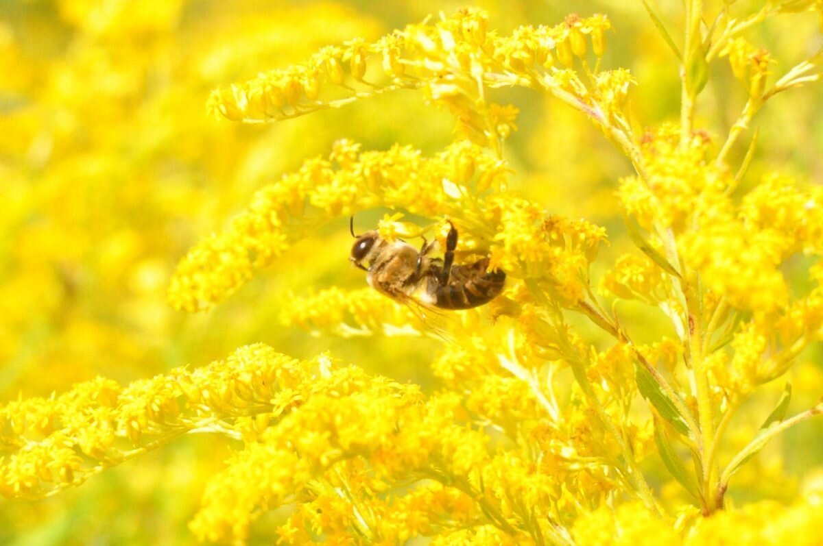    28 апреля - это день Пуда Пчельника