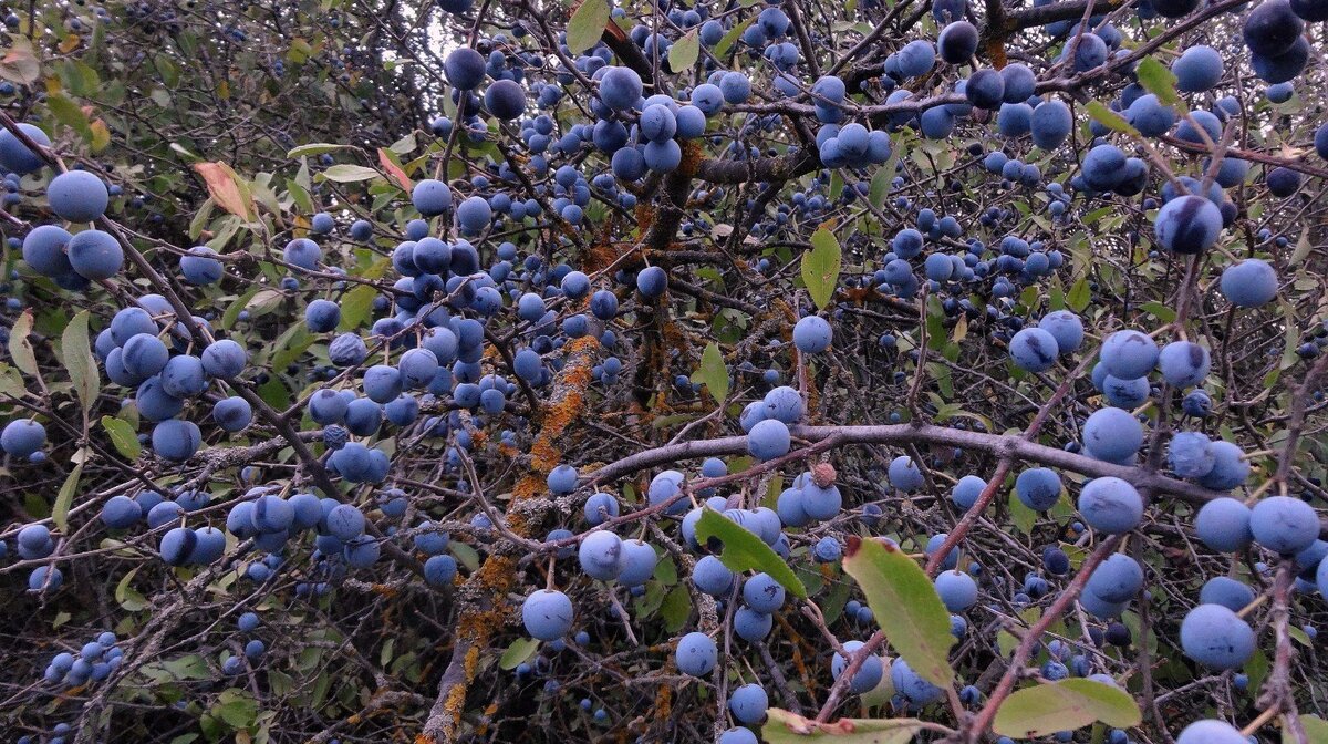 Тёрн, или Терновник, или Слива колючая (Prunus spinos) | sadogorod81 | Дзен