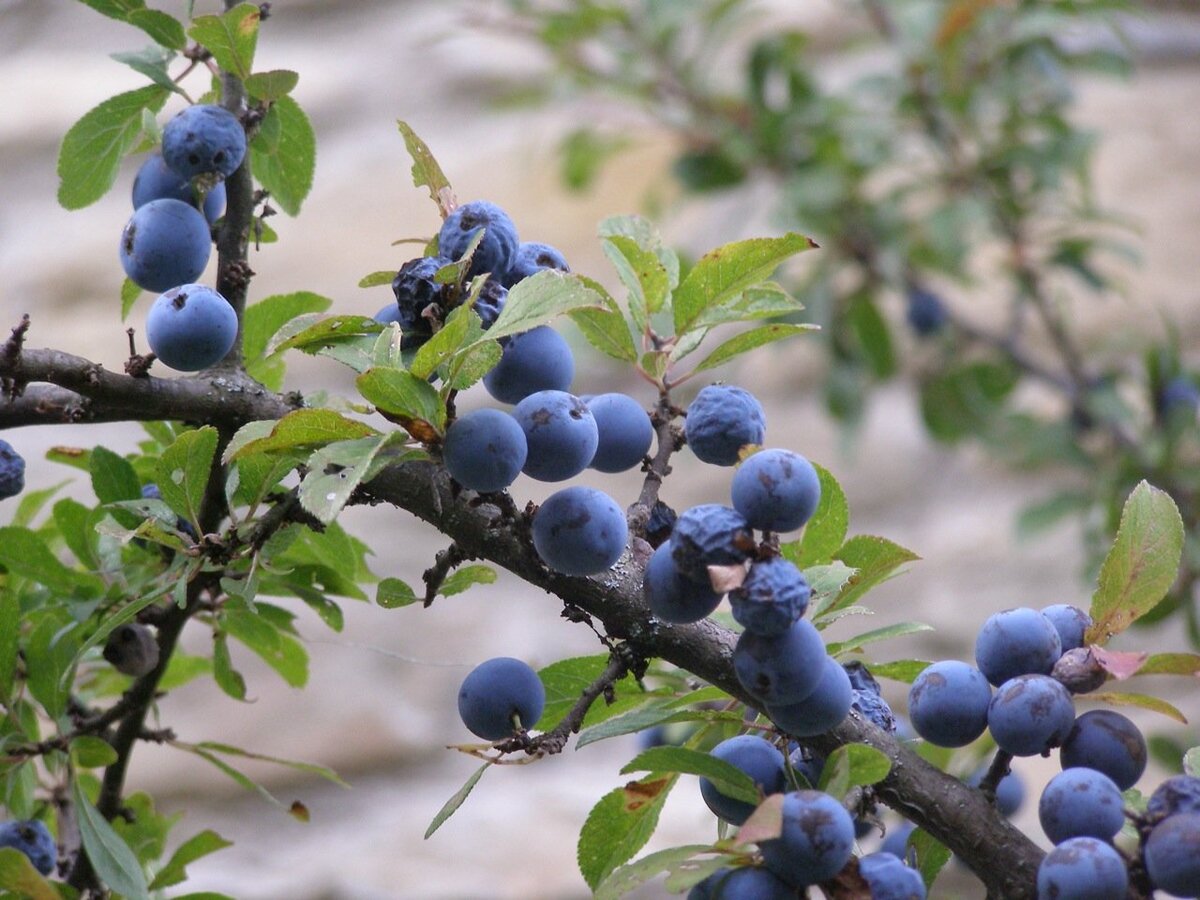 Дикий терновник фото Тёрн, или Терновник, или Слива колючая (Prunus spinos) sadogorod81 Дзен