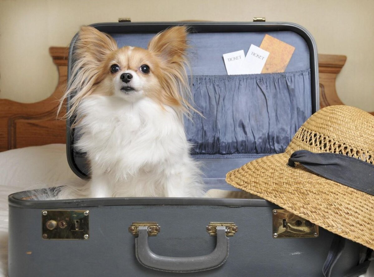 -До такси меня проводи, братец! У вас жить я не смогу!