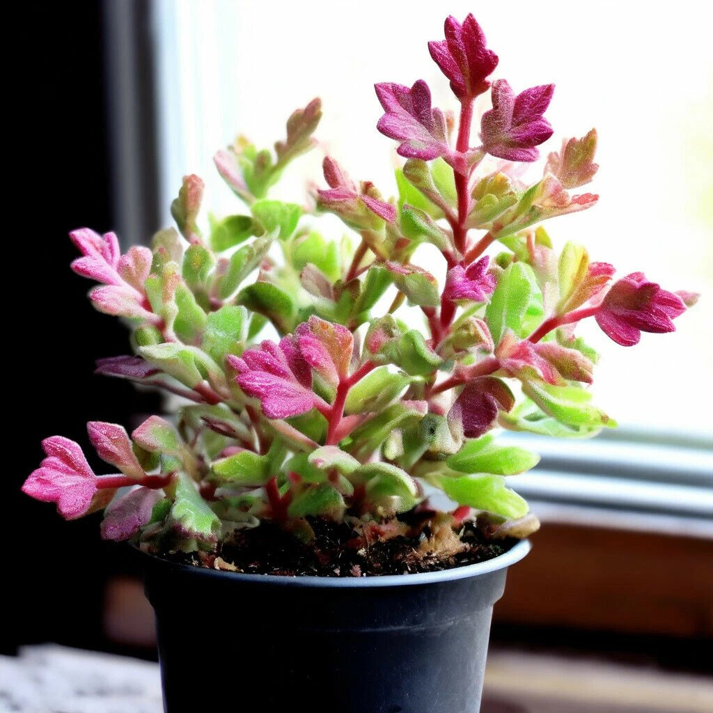 Это изображение Адромискуса растения создано с помощью искусственного интеллекта.