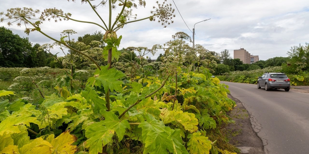 Чем лечить ожог от Борщевика Сосновского.