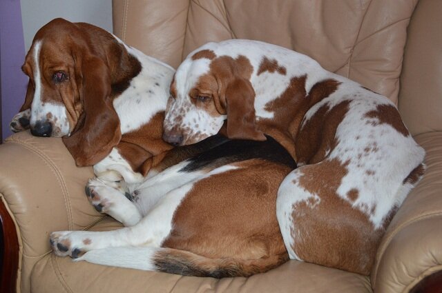 Фотография из архива питомника.