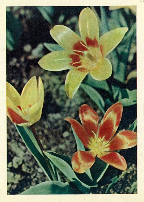 1964 г. Фото Я. Гайлитис