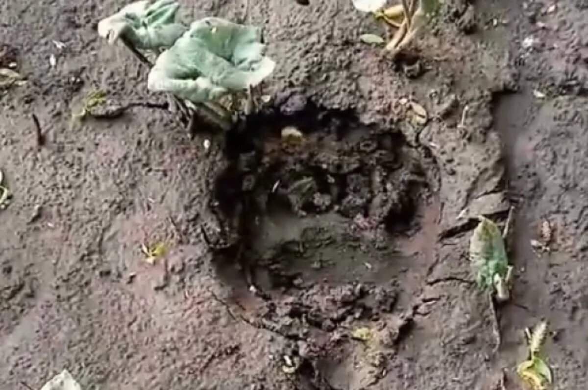    В Никольском районе нашли следы медведя, которых ходил около жилых домов