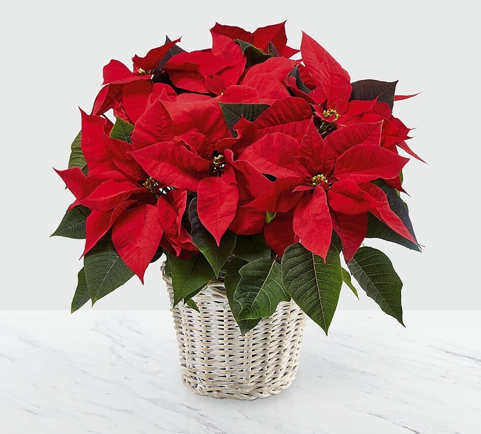 turkflowers.com