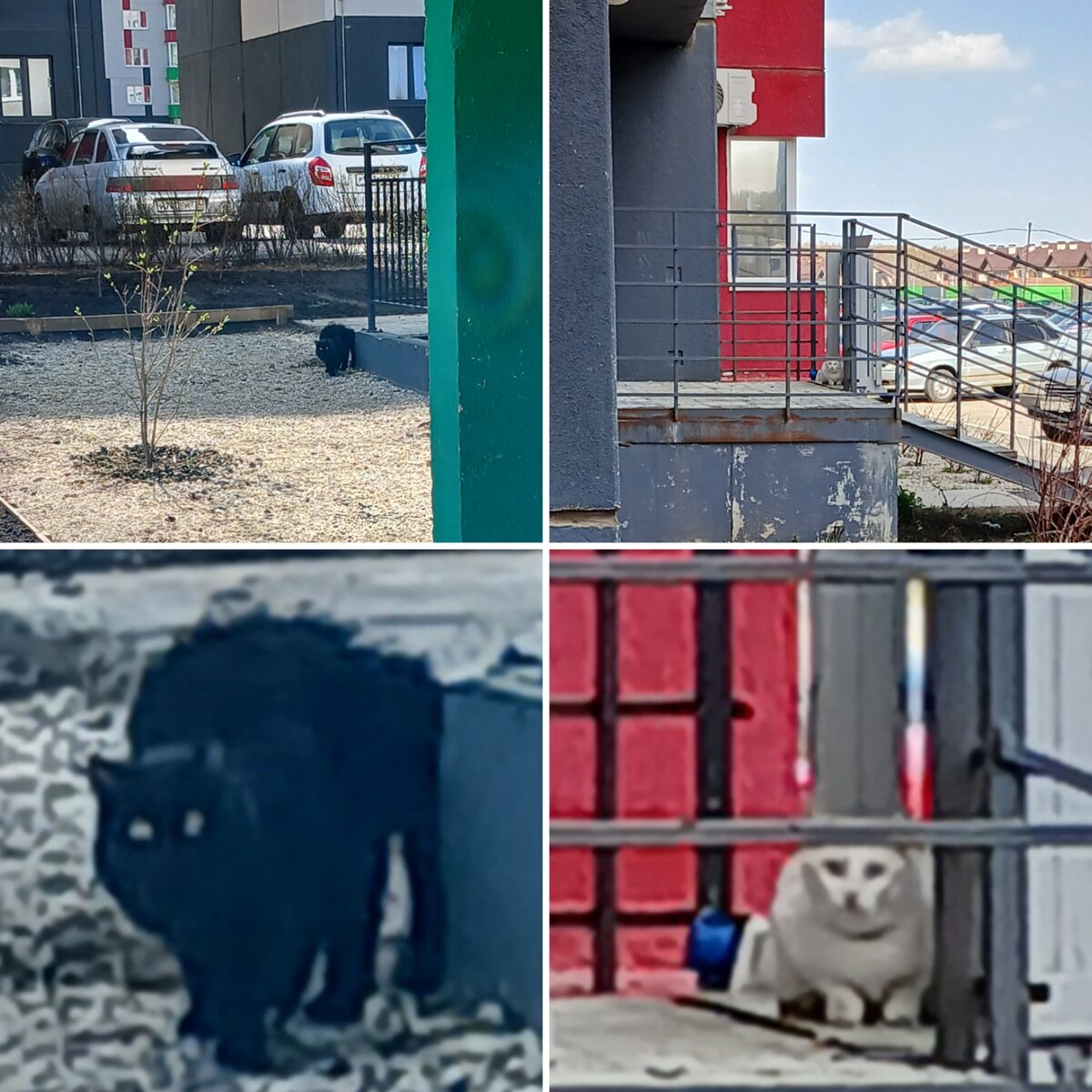 Ну, а кошки - это кошки! Фото автора