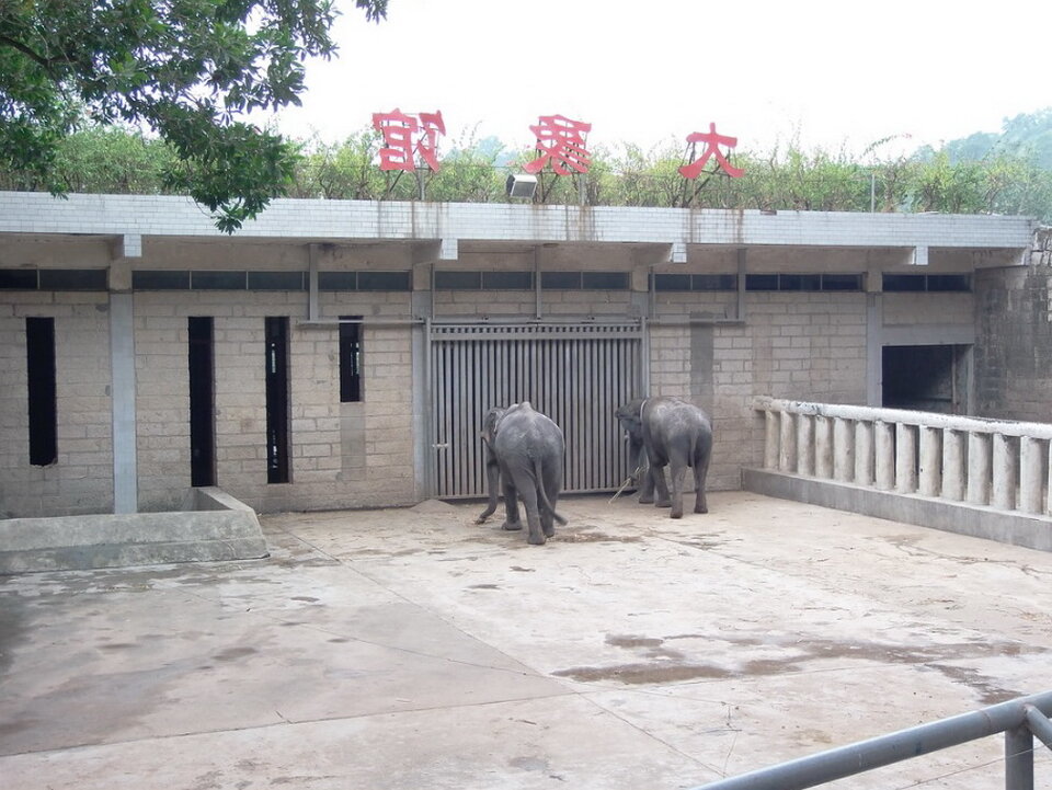Слоны подростки живут в вольерах отдельно от взрослых особей, но малыши, некоторое время остаются под присмотром своих мам