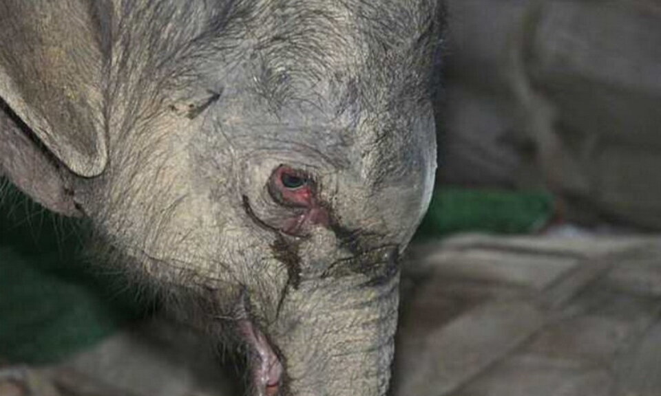 Чжуан-Чжуан