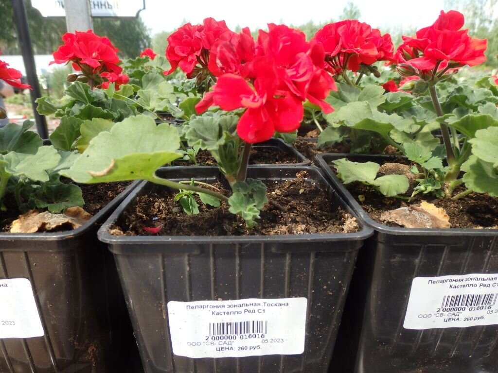  Пеларгония