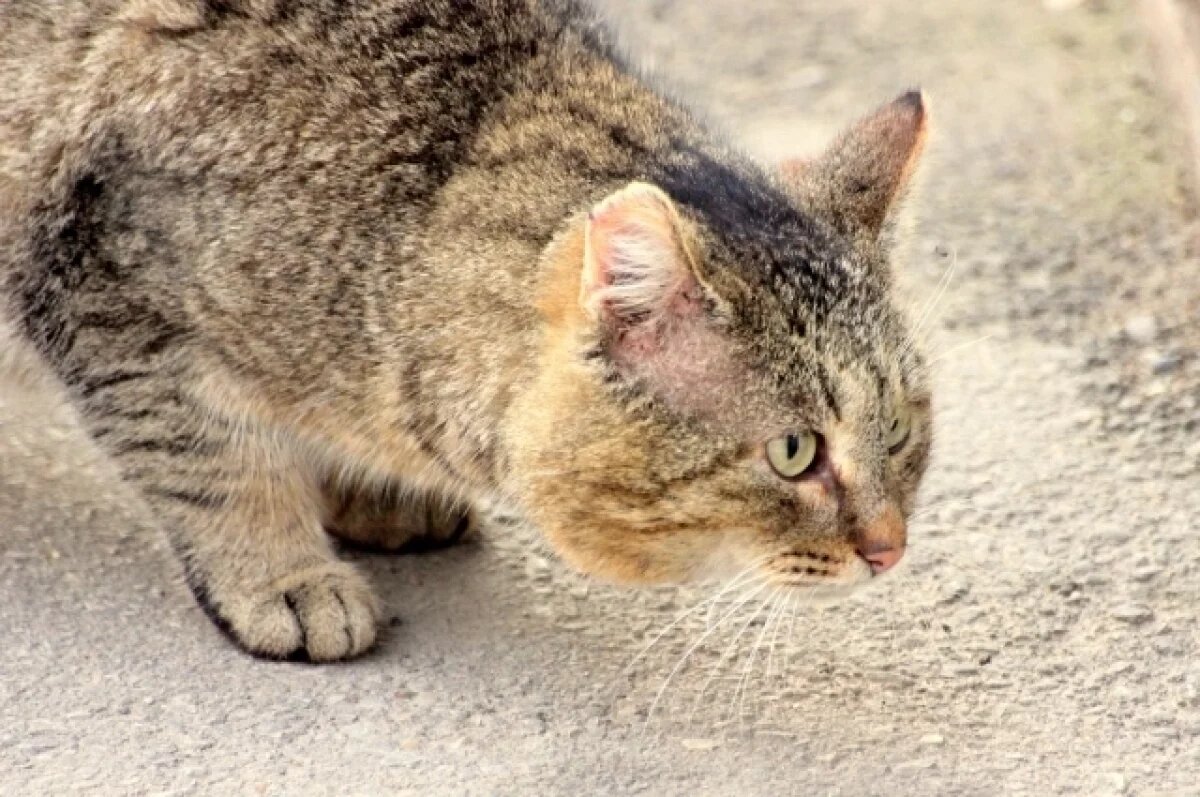    В Оренбуржье создали сайт по поиску пропавших в паводок животных