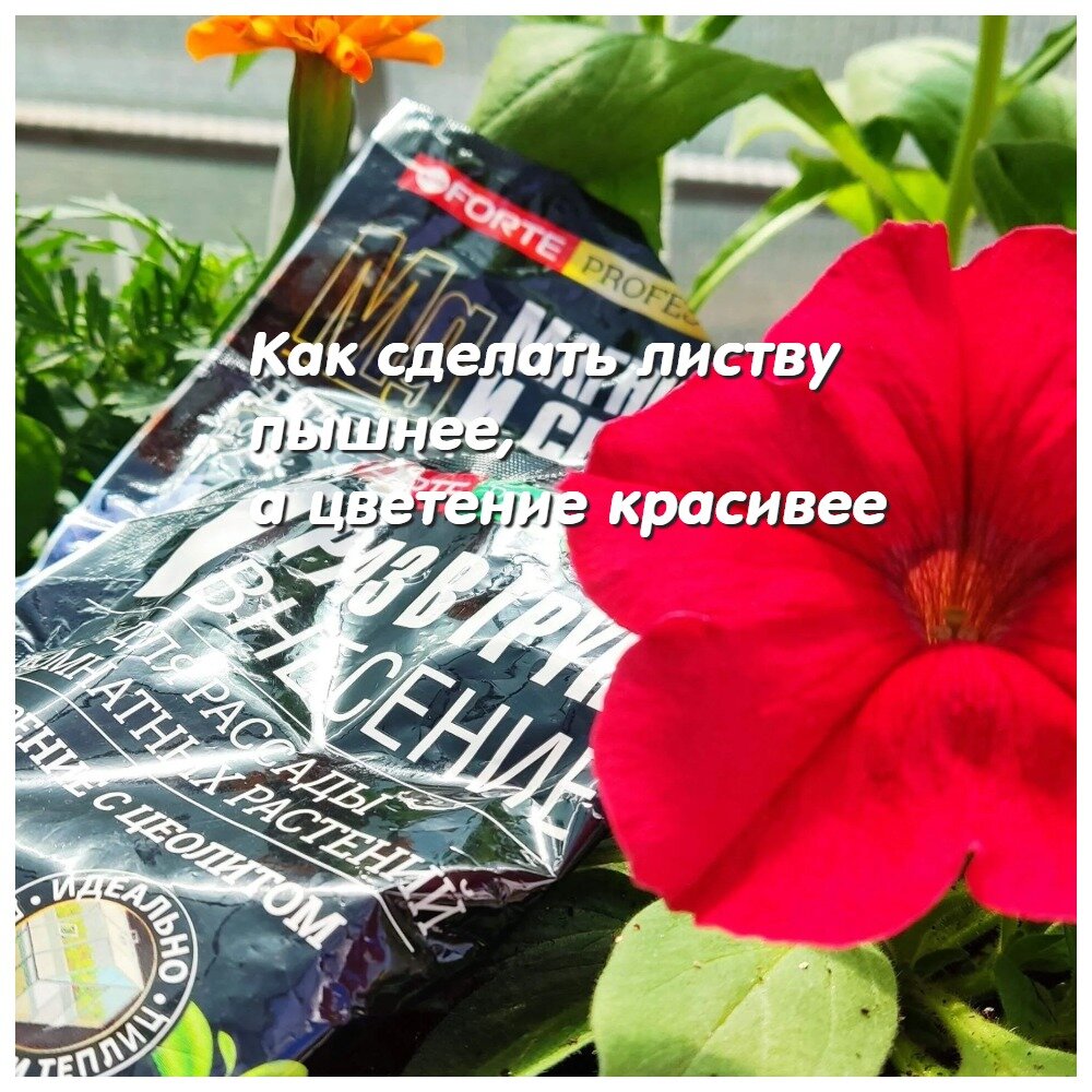 В середине апреля зацвели петунии в теплице