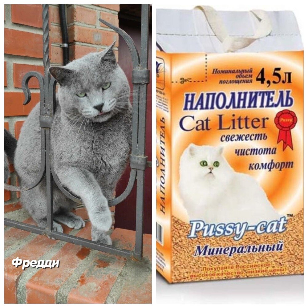  Соседский кот Фредди часто наведывается на нашу территорию