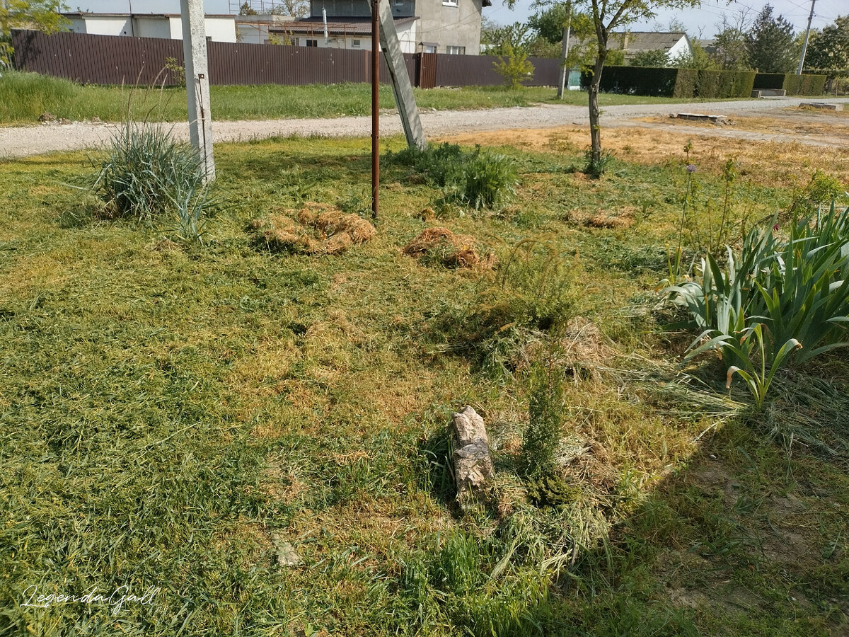 Это справа, тут небольшой пучок маков оставила