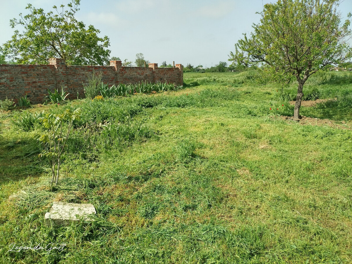 а это темно-зеленое пятно потом будет красивыми маками