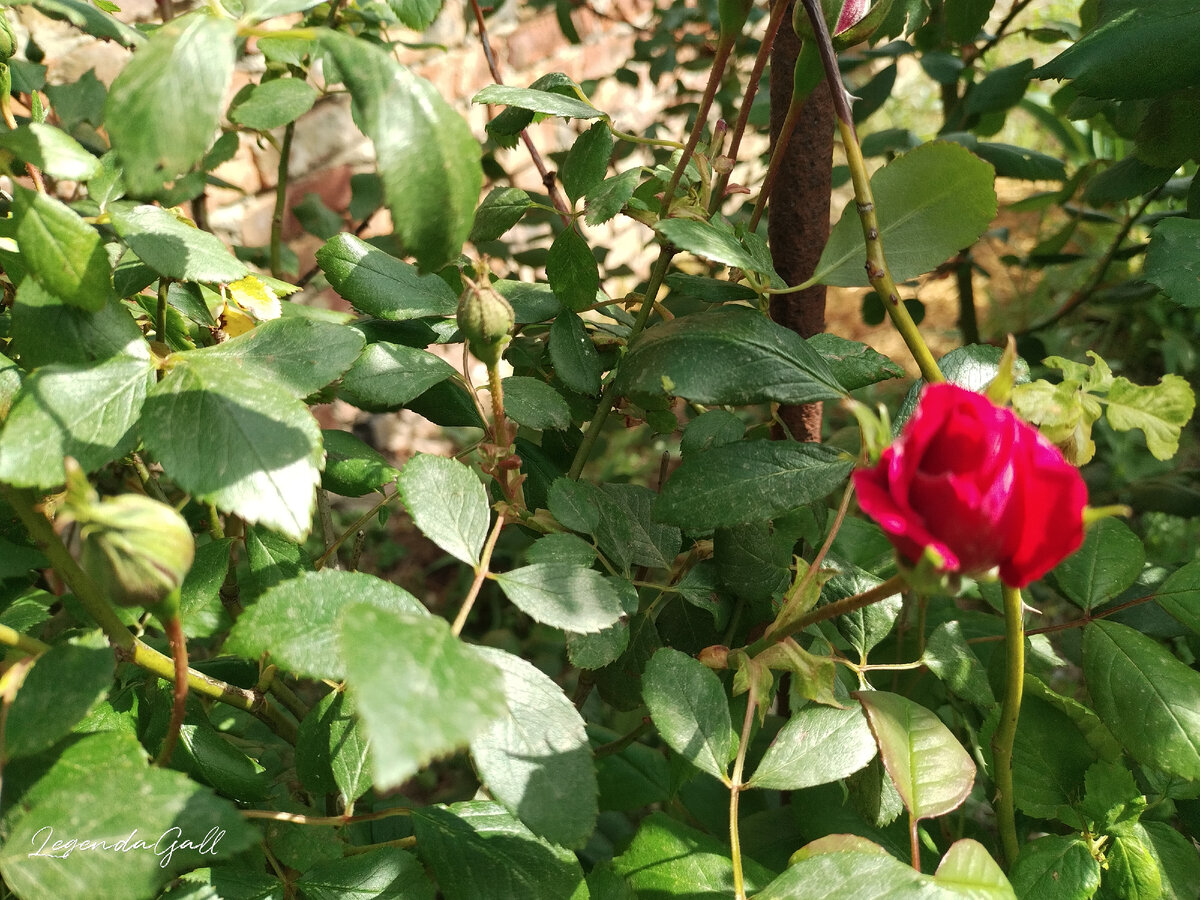 Ну почему фокус все время плавает? Скоро будет красота! ))