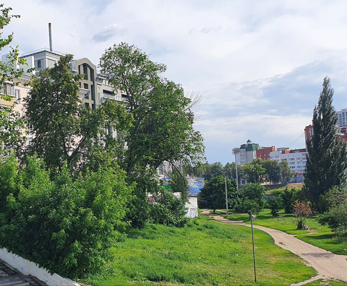 Таким вяз был прошлым летом