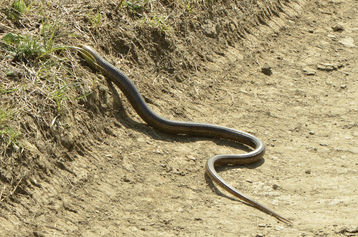 Примерно такой