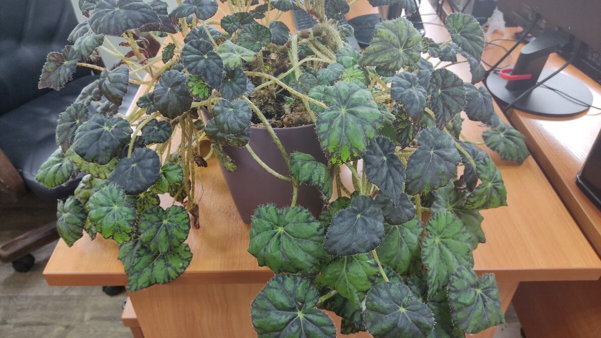 Тигровая бегония в офисе, состояние сегодня