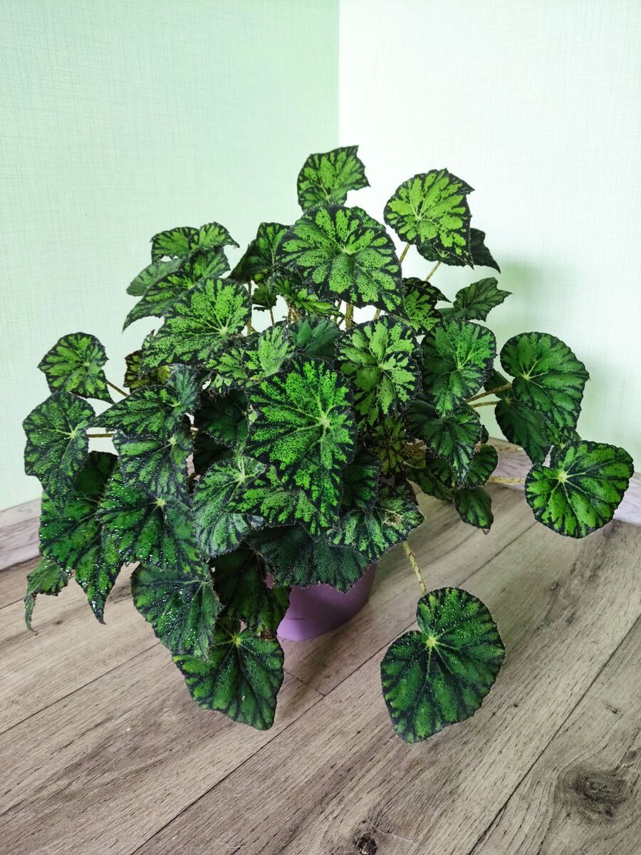 Состояние Тигровой бегонии на момент дарения, за 2 года, до того как коллеги мне написали