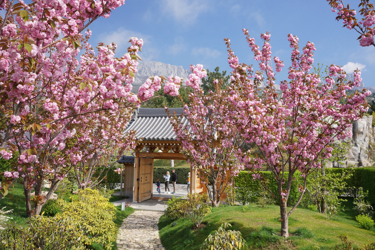 Сакура // Туристический портал Республики Крым, Виталий Еременко