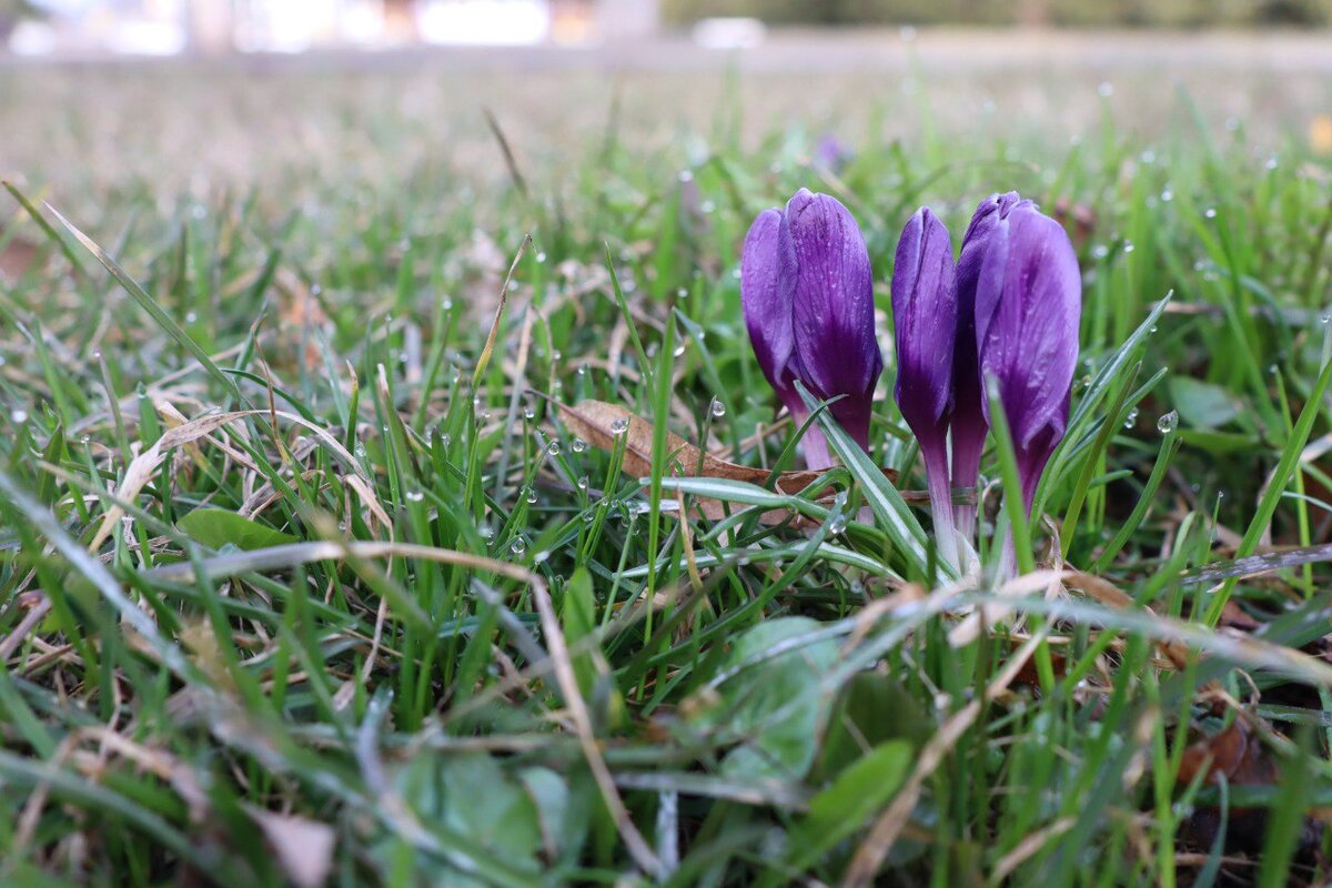    В Курской области прошел сильный ливень с грозой и молнией