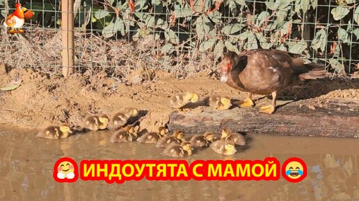 Мускусные утята с Мамой барахтаются в грязном прудике и балдеют 🤣 Индоутка и индоутята 🤗