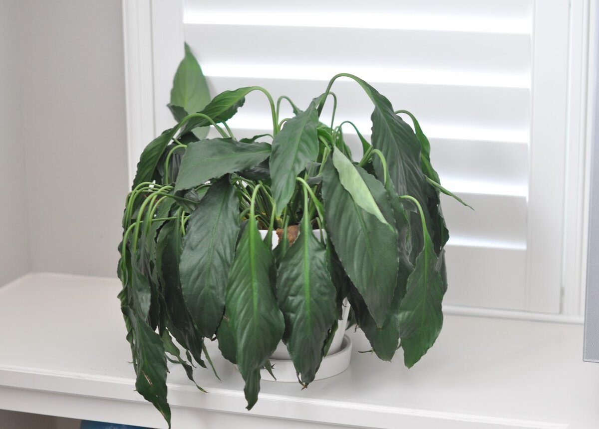 Засуха - огромный стресс для растения, в первую очередь влияющая на здоровье корневой системы