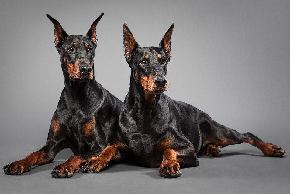 Из свободных источников сети интернет