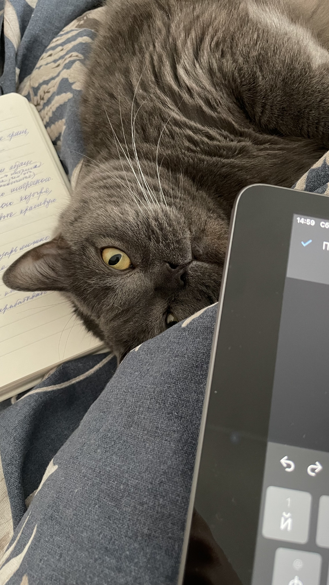 Кошка тоже очень хотела писать вместе со мной