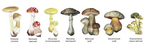 Собирать грибы.