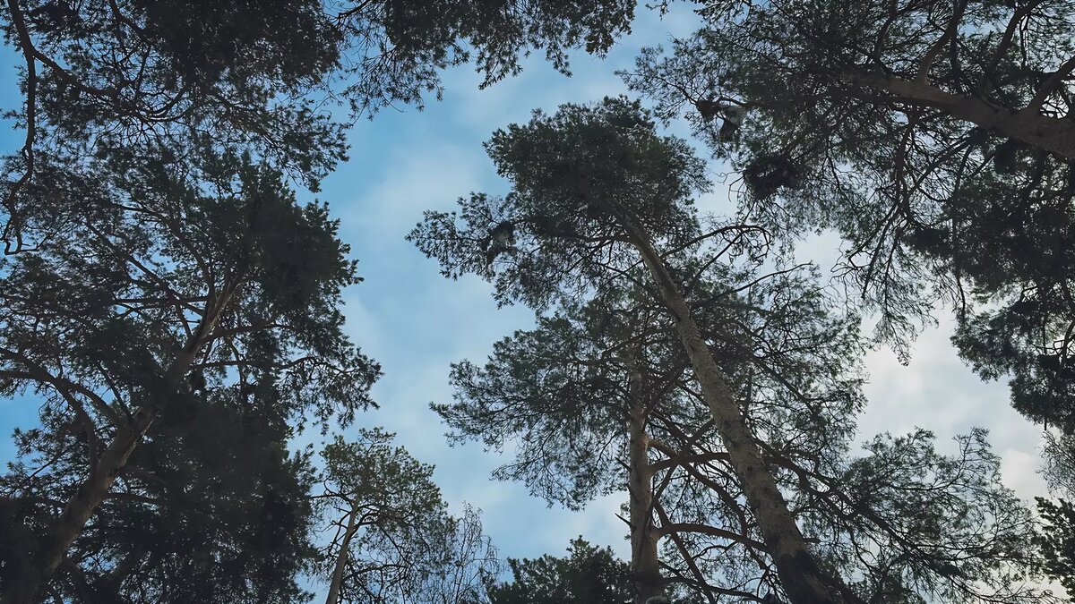     Источник: 1MI