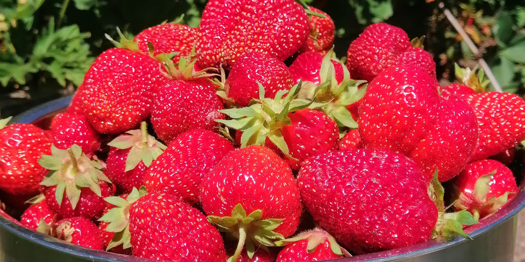 Теперь я точно знаю, как ухаживать за клубникой во время цветения. Все соседи завидуют (есть чему – все кусты усеяны ягодой)