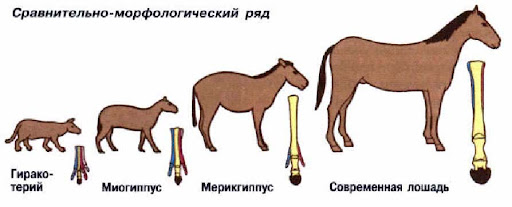 Эволюционное доказательство на основе лошади