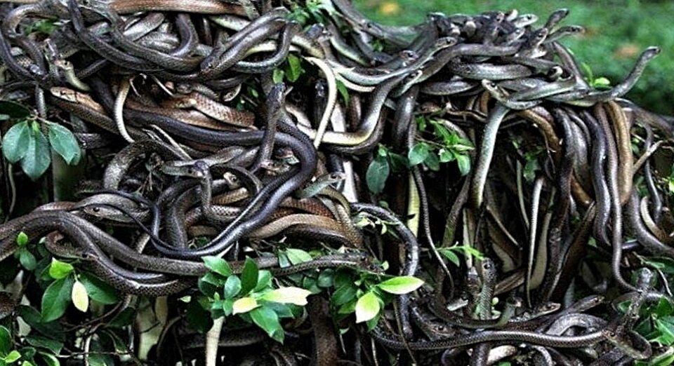 Людям здесь не рады. Это исключительно змеиное царство