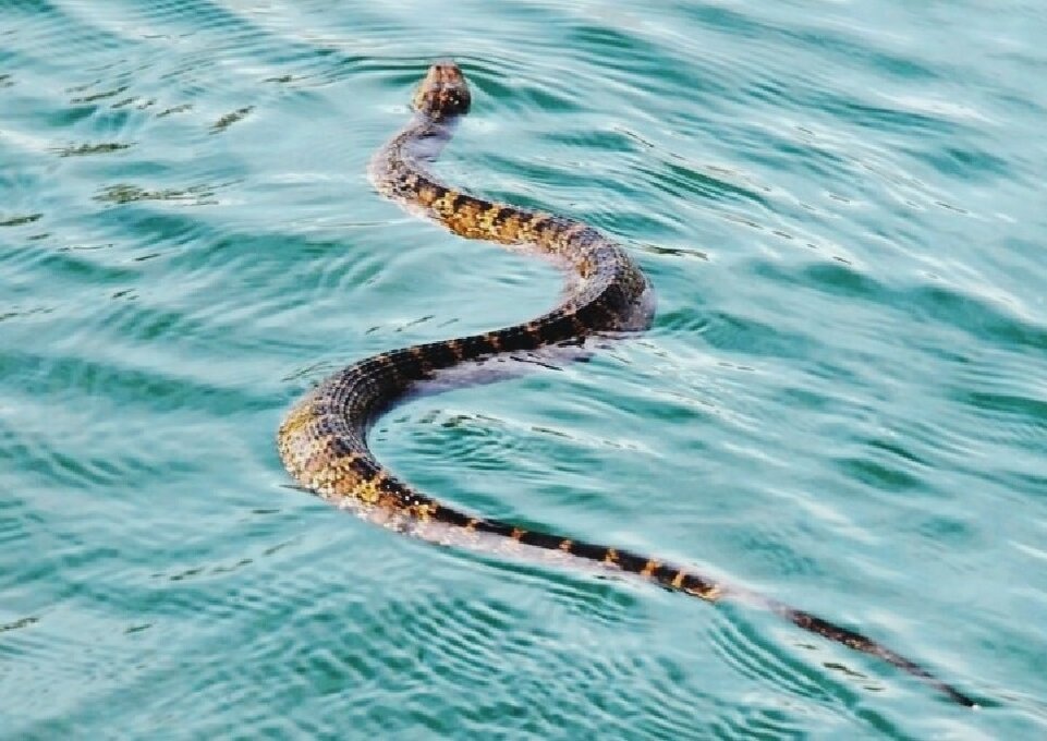 Водоплавающая змея патрулирует воду рядом с островом