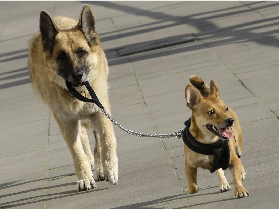Интересные породы собак. Лабрадор бежит. Собака 40 см. Вести собаку на поводке. Кот выгуливает собаку.