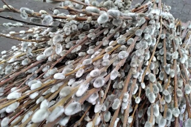    В чем суть Вербного воскресенья и как 28 апреля притянуть изобилие?